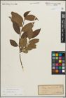 Foto von Salix pentandra L.